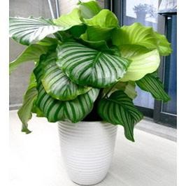 苹果竹芋(图1)