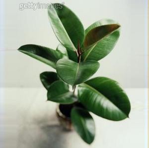 橡皮树