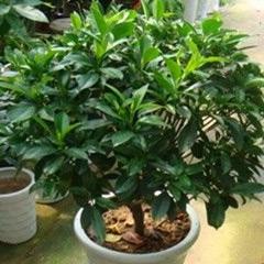 非洲茉莉