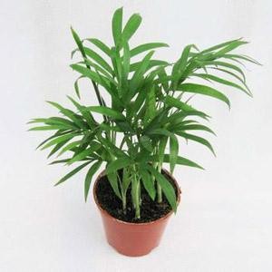 袖珍椰子(图1)