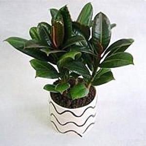 橡皮树植物养护(图1)