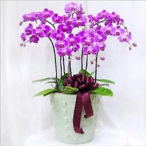 紫色蝴蝶兰