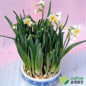 水仙花