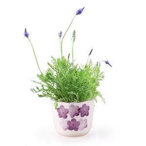 薰衣草花卉植物(图1)