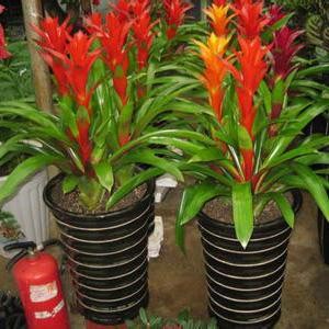 室内植物花卉凤