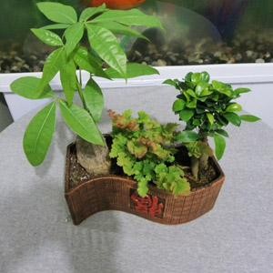 照型小盆景
