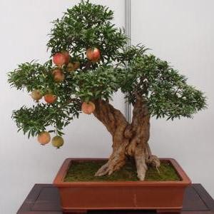 树桩盆景养护