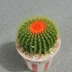 小仙人球