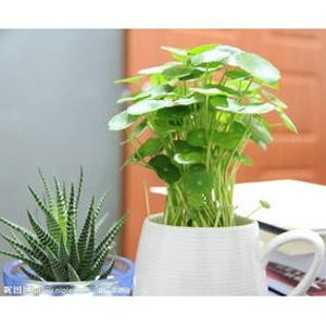 多肉植物养护2(图1)