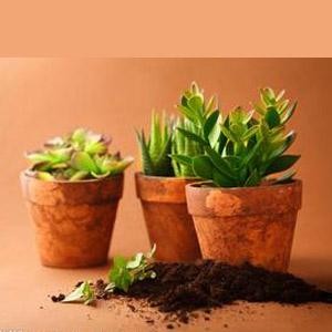 多肉植物养护1