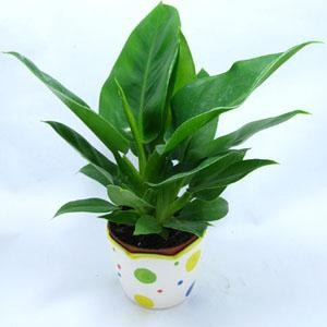 小植物(图1)