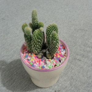 小植物1(图1)