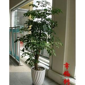 幸福树(图1)