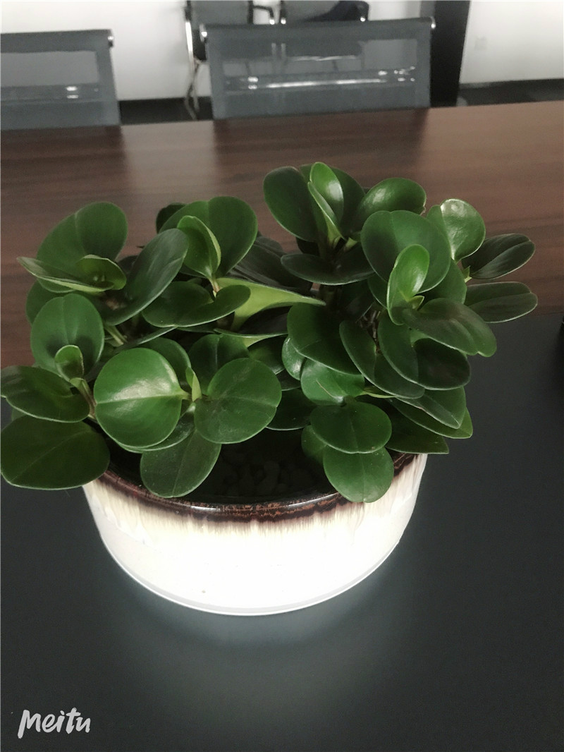 室外绿植 6