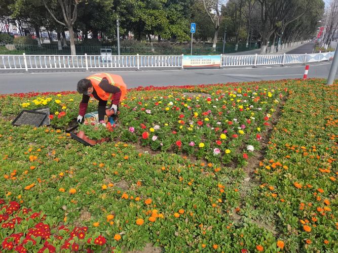花卉养护的全面指南：从基础知识到实践技巧